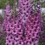 Delphinium 'Millennium Dusky Maidens'