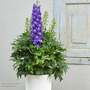 Delphinium 'Delgenius Glitzy'