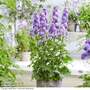 Delphinium elatum 'Highlander Bolero'