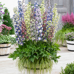 Delphinium 'Double Highlander Mix'