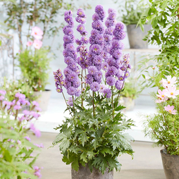 Delphinium elatum 'Highlander Purple Surprise'