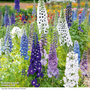 Delphinium 'Magic Fountains Mixed'