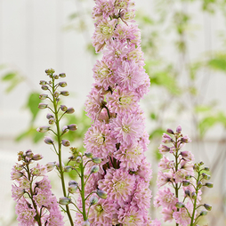 Delphinium elatum 'Highlander Mystery Sensation'