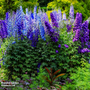 Delphinium 'Pacific Giants Mixed' (Potted)