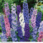 Delphinium hybridum 'Magic Fountains Mixed' - Seeds