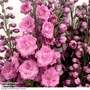Delphinium 'Millennium Pink Punch'