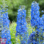 Delphinium 'Summer Skies' (Pacific Hybrid)