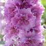 Delphinium 'Millennium Sweethearts'