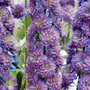 Delphinium elatum 'Highlander Sweet Sensation'