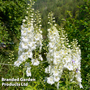 Delphinium 'White Swan'