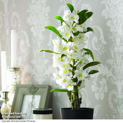 Orchid 'Star Class White' - Gift