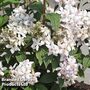 Deutzia x hybrida 'Mont Rose'