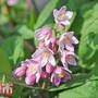 Deutzia x hybrida 'Strawberry Fields'