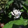 Deutzia compacta 'Lavender Time'