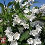 Deutzia purpurea 'Kalmiiflora'