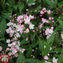 Deutzia × rosea 'Yuki Cherry Blossom'