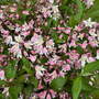 Deutzia 'Pink Carpet'