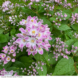 Deutzia 'Pink Cloud'