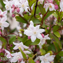 Deutzia x hybrida 'Tokyo Delight'