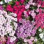 Dianthus barbatus 'Indian Carpet Mixed' - Seeds