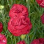 Dianthus Scent First Passion