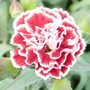 Dianthus Scent First Sugar Plum