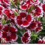 Dianthus Summer Diamond 'Ruby Picotee'