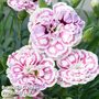 Dianthus 'Capitan Marco'