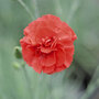 Dianthus 'Diane'