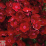 Dianthus barbatus 'Rockin' Red'