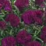 Dianthus 'Sunflor Beetle'