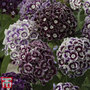 Dianthus barbatus 'Purple Crown' - Seeds