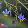 Dianella Tasmanica - Seeds