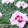 Dianthus 'Cherry Daiquiri'