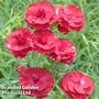 Dianthus 'Houndspool Cheryl'