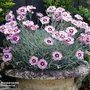Dianthus 'Scent from Heaven Angel Of Peace'