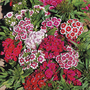 Sweet William 'Barbarini'