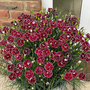 Dianthus 'Bicolor Burgundy'