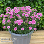 Dianthus 'Bicolor Magenta'