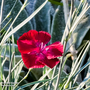 Dianthus deltoides 'Brilliant'