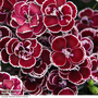 Dianthus 'Bicolor Burgundy'