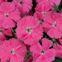 Dianthus 'Vivid Bright Light'