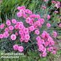 Dianthus 'Devon Wizard'