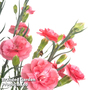 Dianthus 'Scent First Romance'