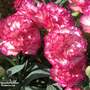Dianthus caryophyllus 'Flow® Glen Bay'