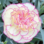 Dianthus caryophyllus 'Flow® Grace Bay'