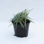 Dianthus 'Whatfield Joy'