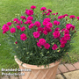 Dianthus 'Neon Pink'