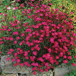 Dianthus deltoides 'Brilliant'