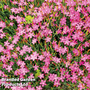 Dianthus 'Pink Gem' - Seeds